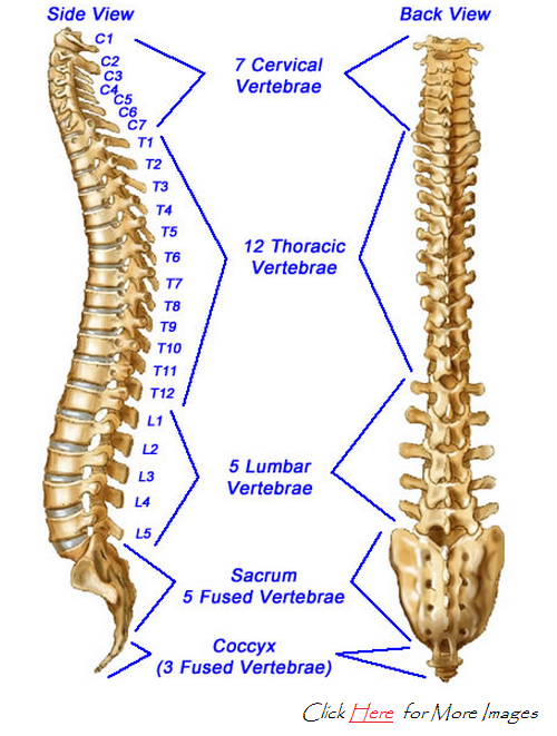 Diagram-thoracic-spine